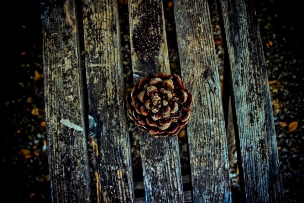 brown pine cone on black wooden bench preview