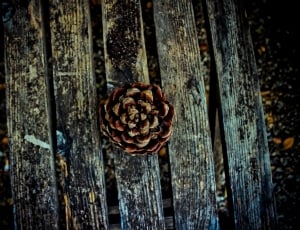 brown pine cone on black wooden bench thumbnail