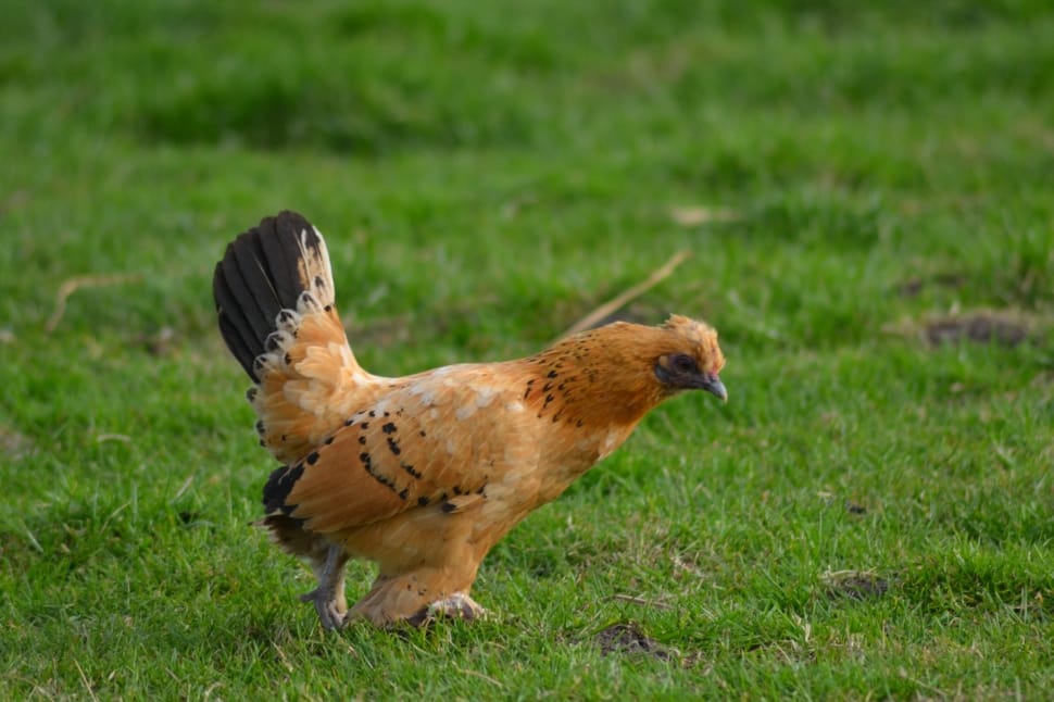 photography of chicken walking on green grass field during daytime preview
