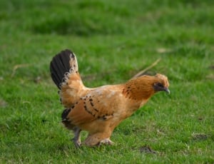 photography of chicken walking on green grass field during daytime thumbnail
