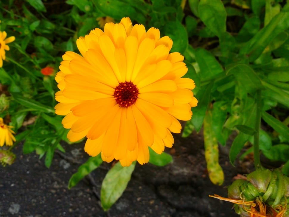 Orange, Yellow, Plant, Flower, Nature, flower, petal preview