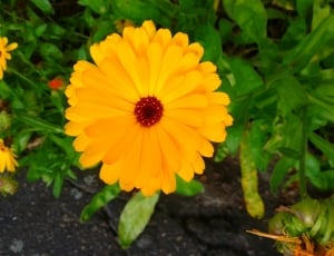 Orange, Yellow, Plant, Flower, Nature, flower, petal thumbnail