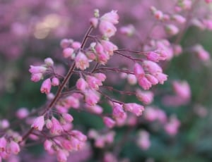 pink petaled flower thumbnail
