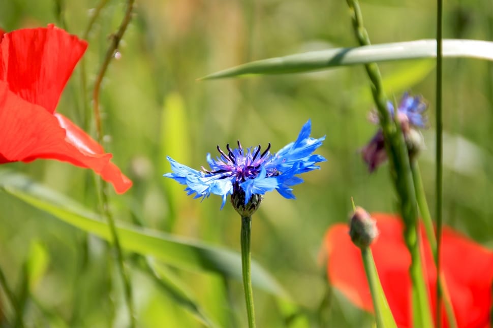blue multipetaled flower preview
