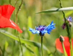 blue multipetaled flower thumbnail