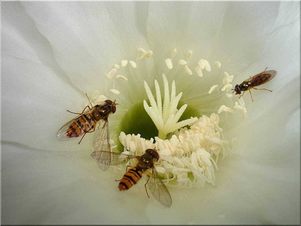 hover flies on white petaled flower preview