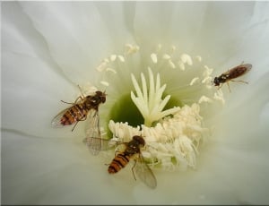 hover flies on white petaled flower thumbnail