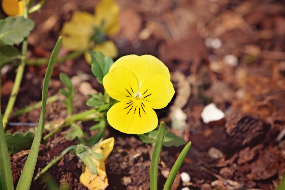 Pansy, Yellow, Yellow Flower, flower, yellow preview