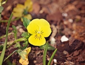 Pansy, Yellow, Yellow Flower, flower, yellow thumbnail