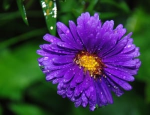purple cluster petal flower thumbnail