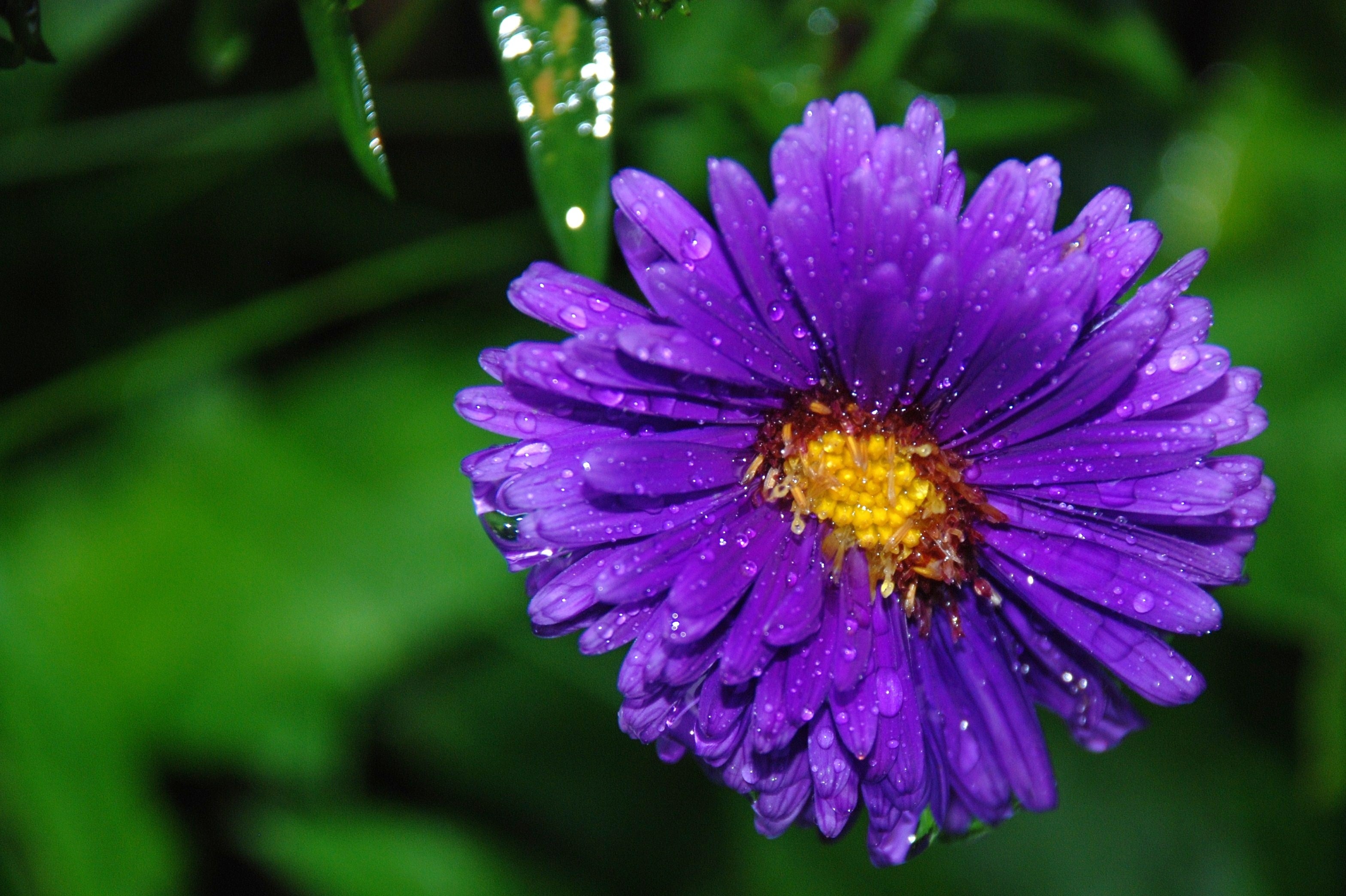 purple cluster petal flower