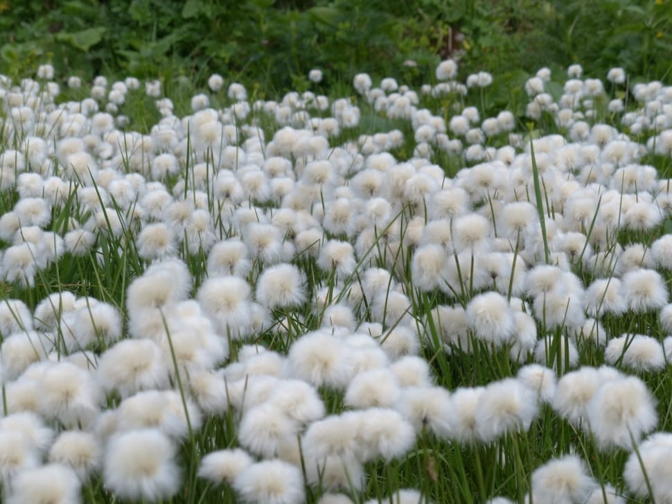 white dandelion field preview