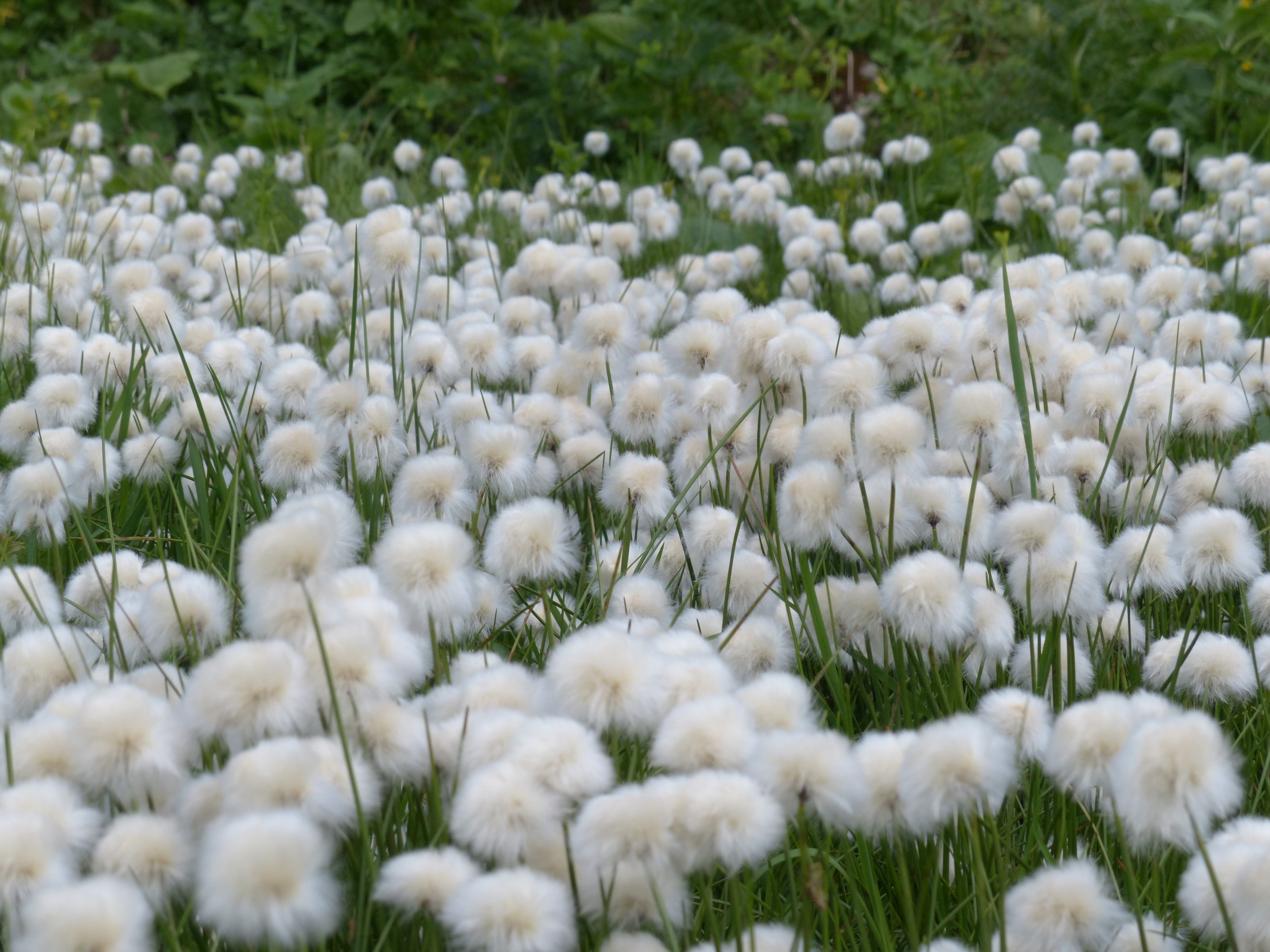 white dandelion field