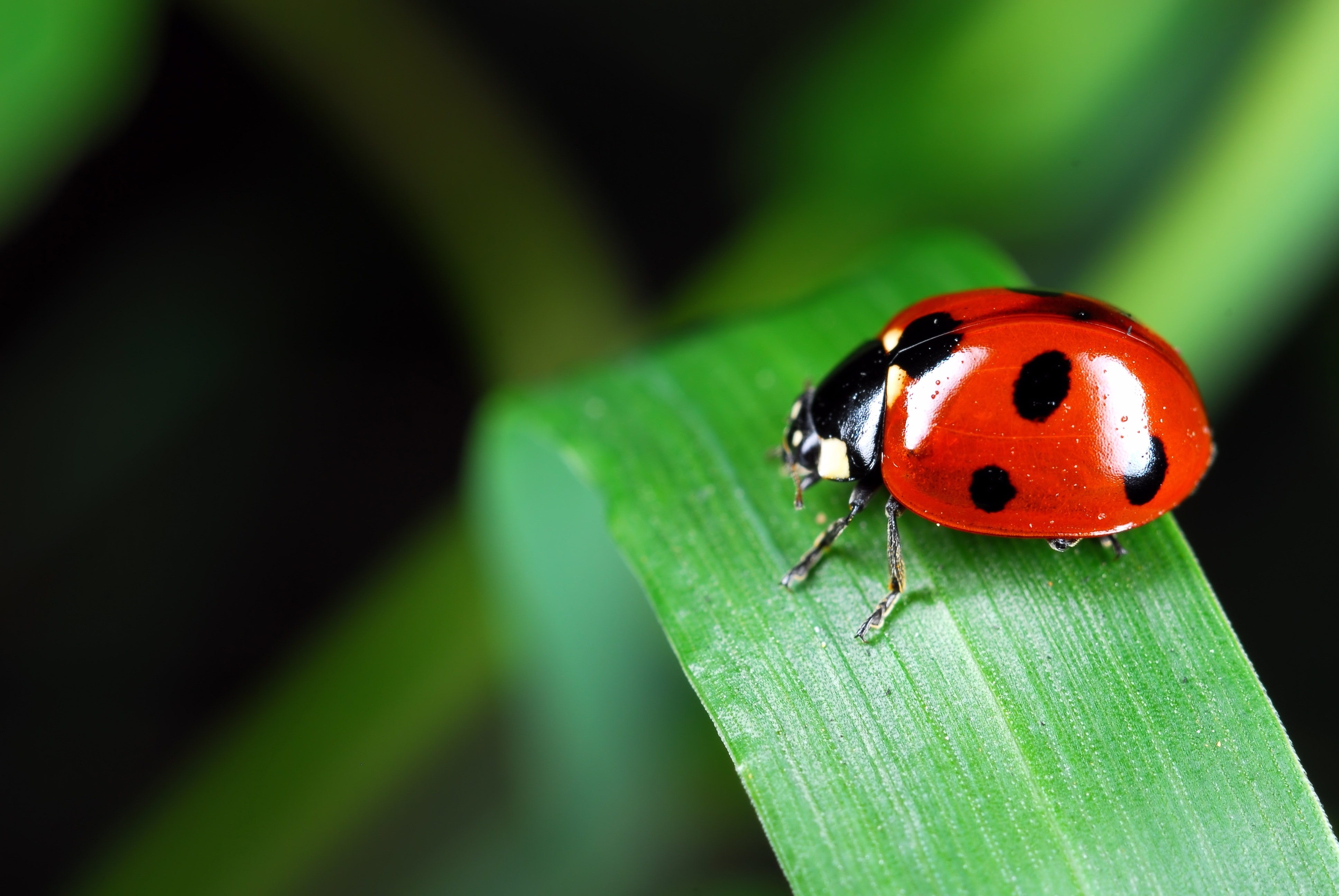 close up photography of ladybug on linear leaf
