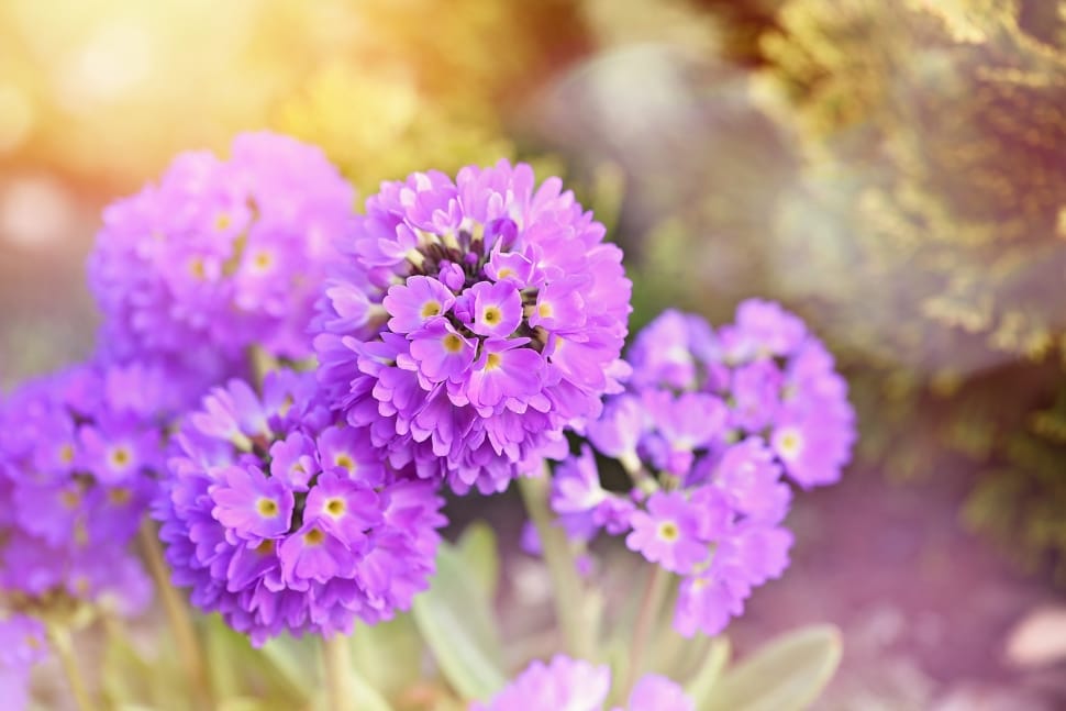 purple clustered flower preview