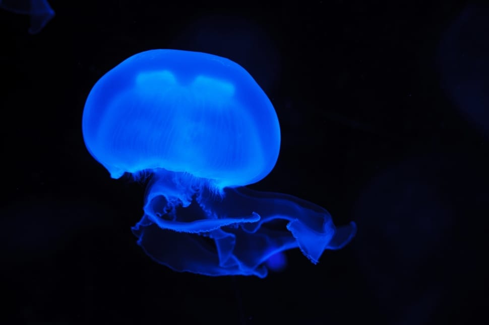 blue jelly fish preview
