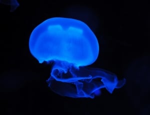 blue jelly fish thumbnail