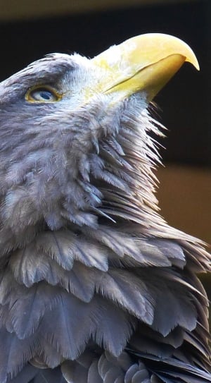 gray eagle thumbnail
