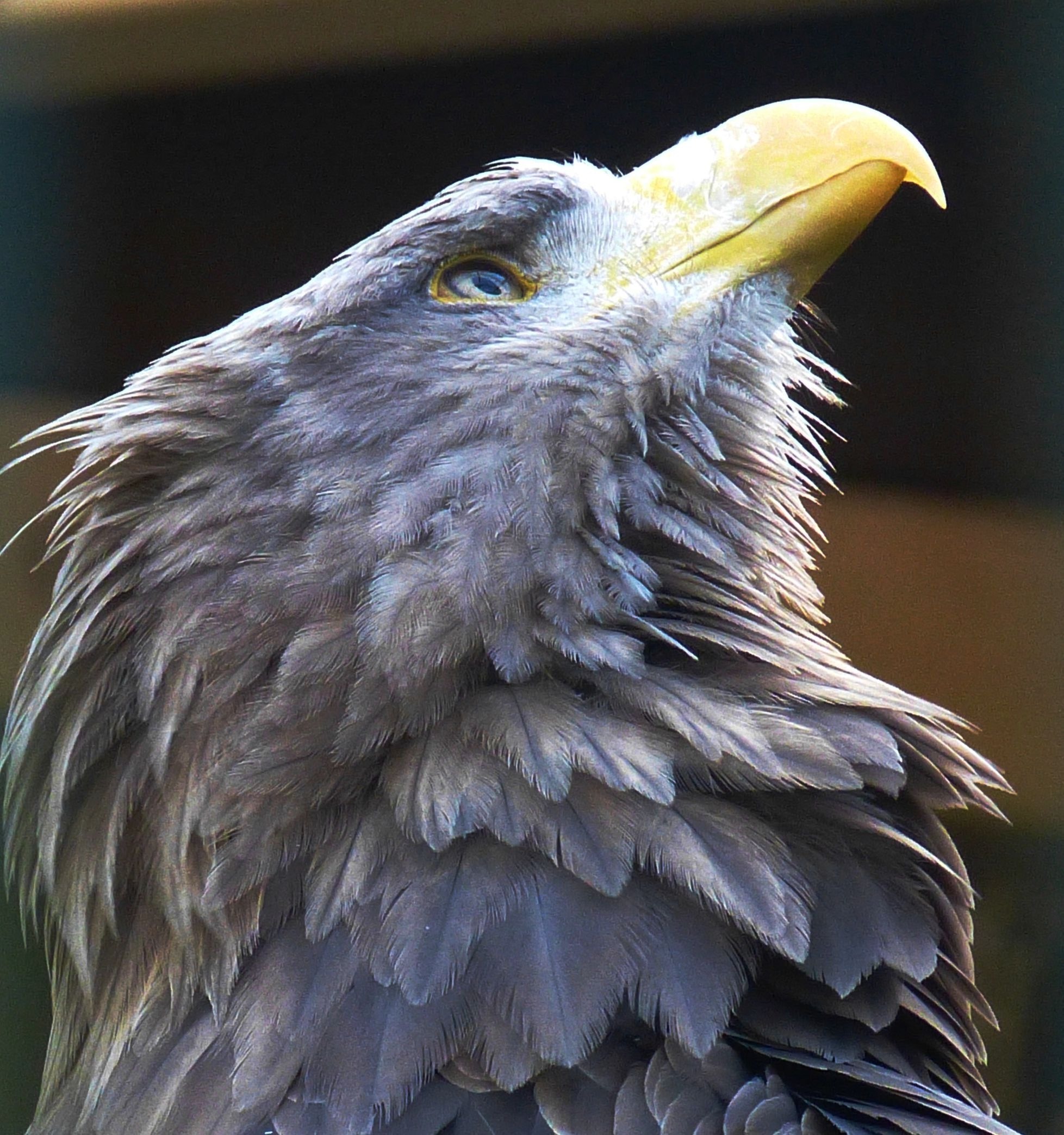 gray eagle