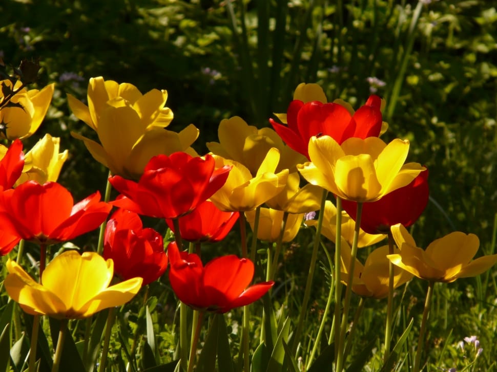 Tulips, Back Light, Yellow, Red, flower, plant preview