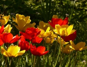 Tulips, Back Light, Yellow, Red, flower, plant thumbnail