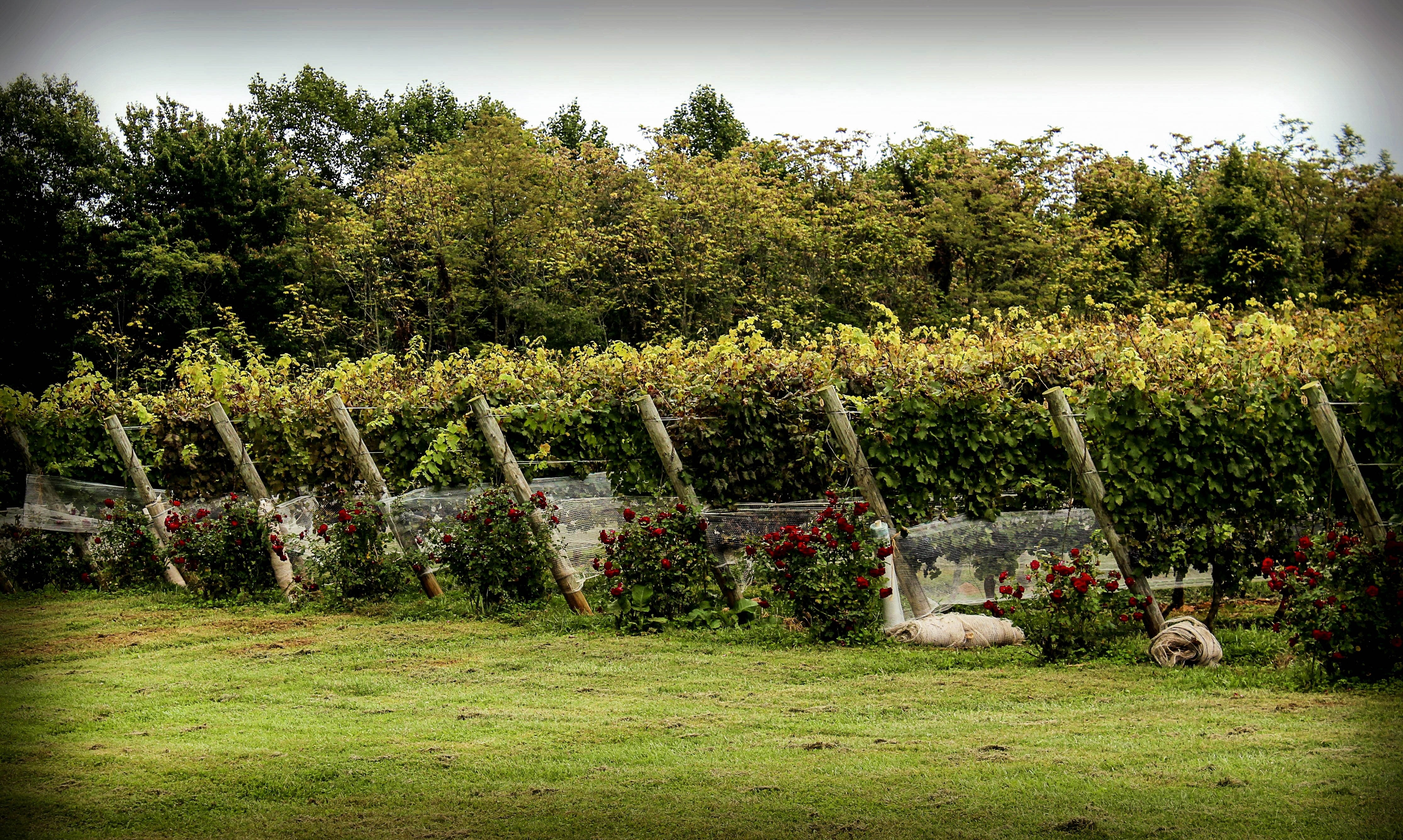 Wine, Vineyard, Protection, Bird Netting, tree, agriculture