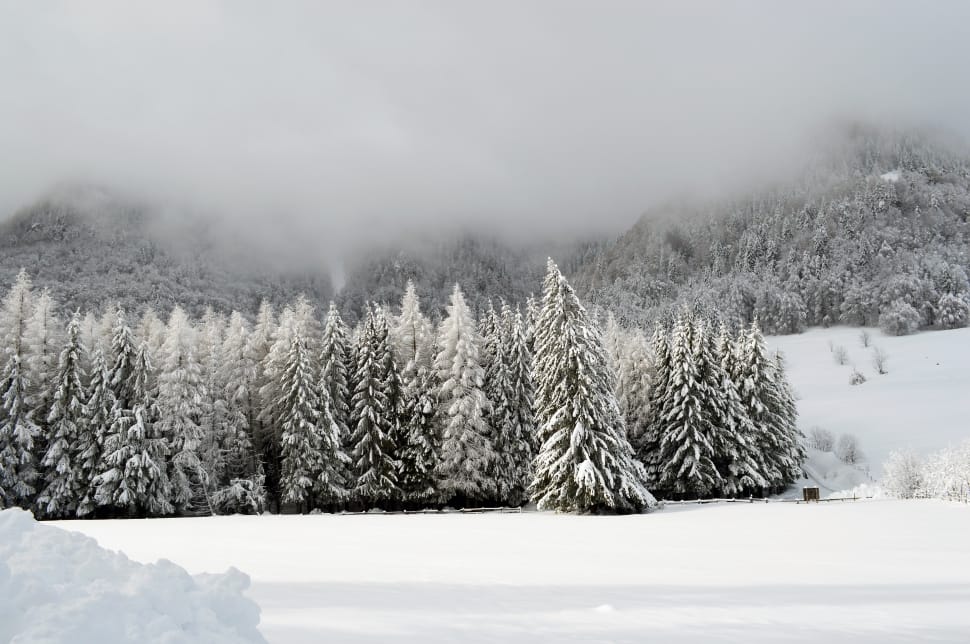 pine trees preview