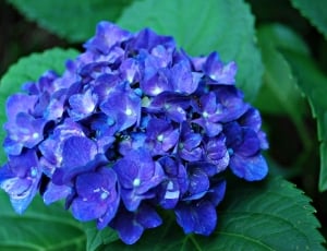 Blue Hydrangea Flower, Hydrangea, purple, flower thumbnail
