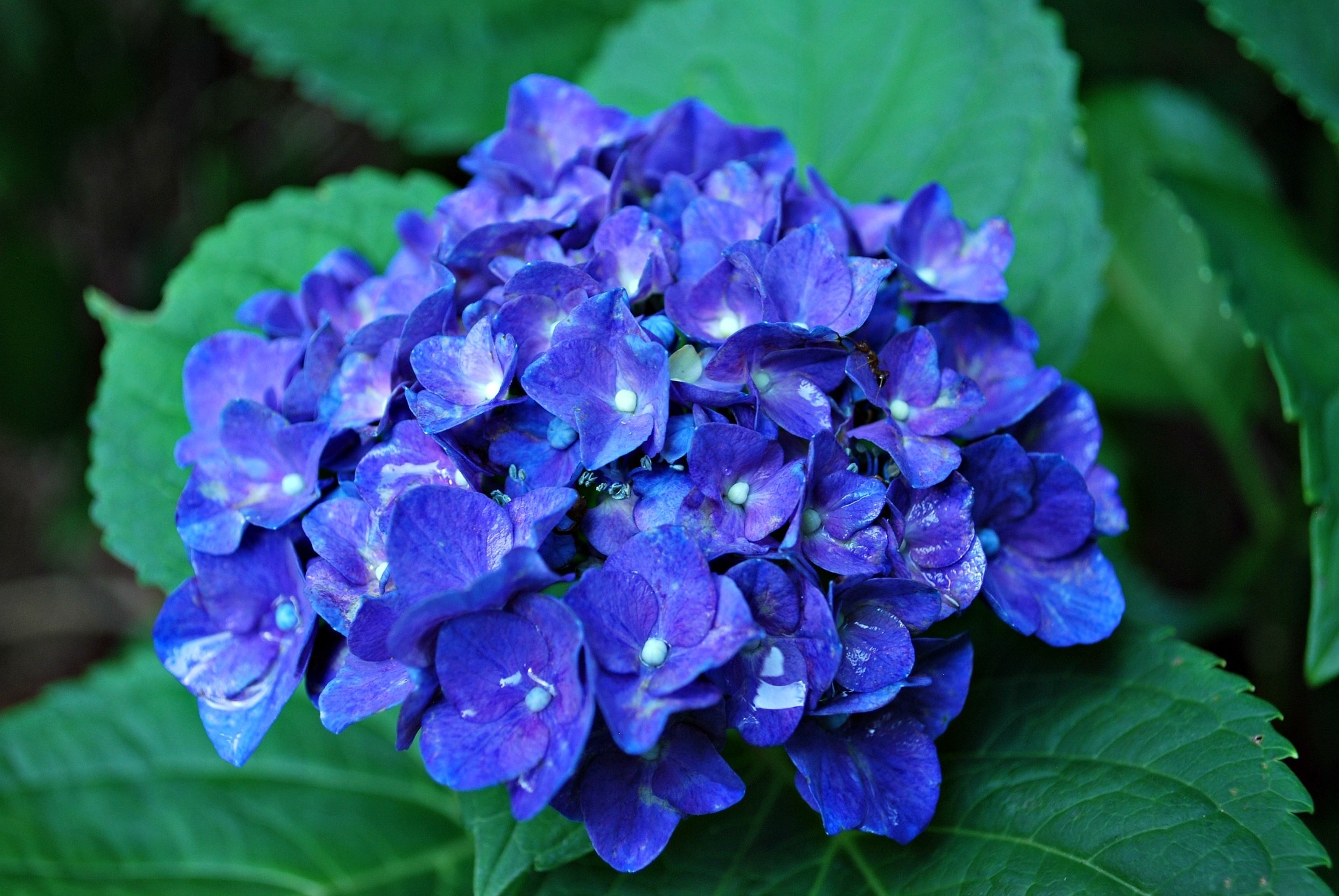 Blue Hydrangea Flower, Hydrangea, purple, flower
