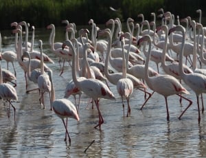 flack of flamingo thumbnail