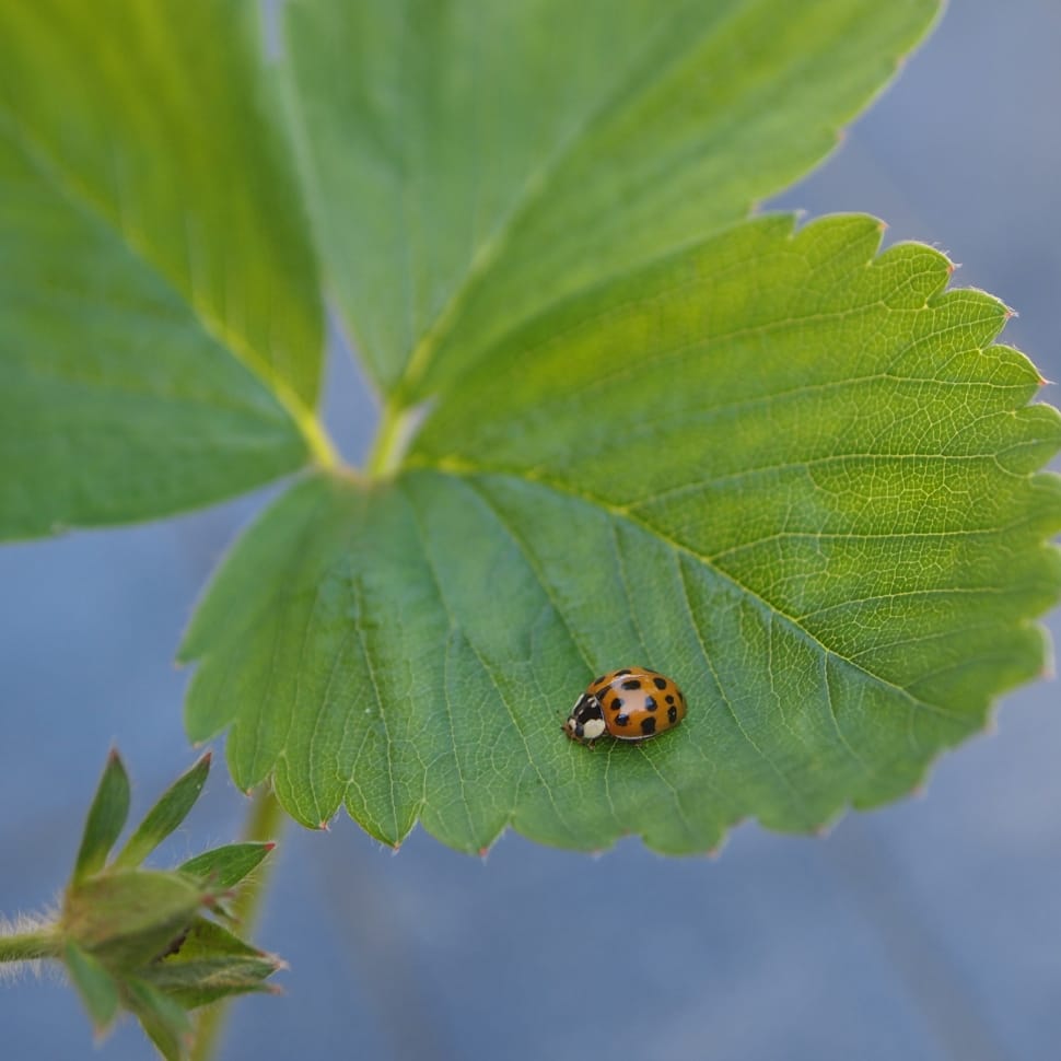 brown and black lady bug on green leaf preview