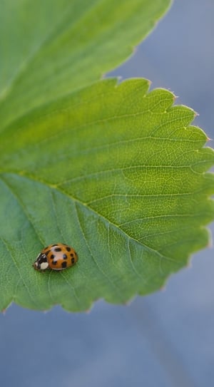 brown and black lady bug on green leaf thumbnail