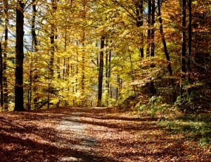 Nature, Trees, Away, Autumn, Forest, forest, autumn thumbnail