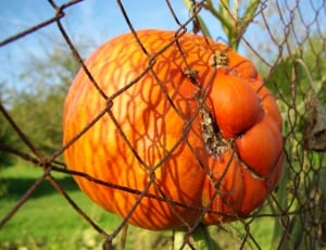 Halloween, Fence, Pumpkin, fruit, food and drink thumbnail