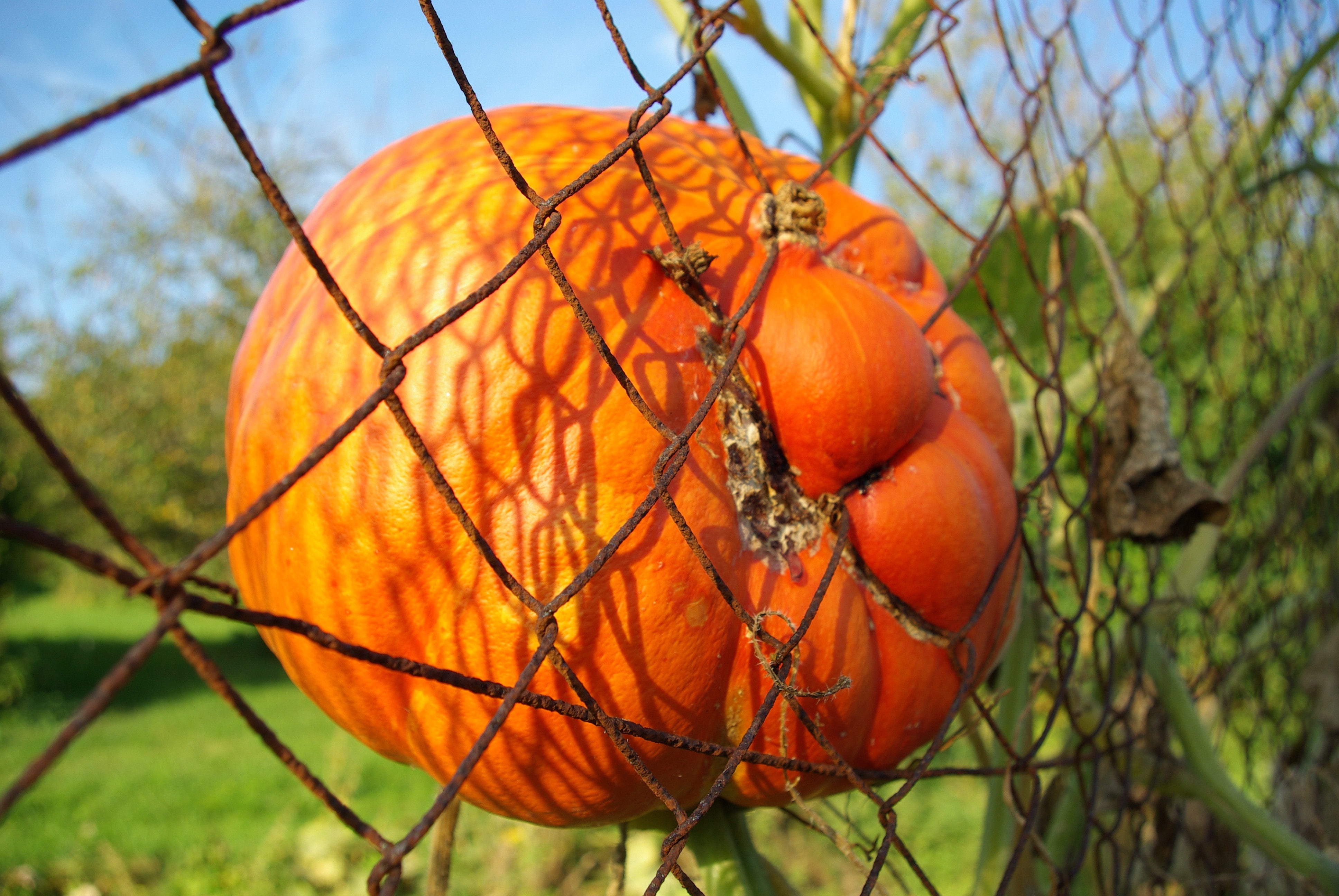 Halloween, Fence, Pumpkin, fruit, food and drink