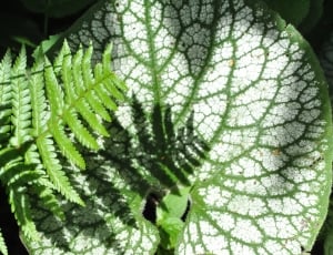 green fern and green and white plant thumbnail