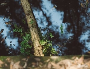 tree reflection on body of water during daylight thumbnail