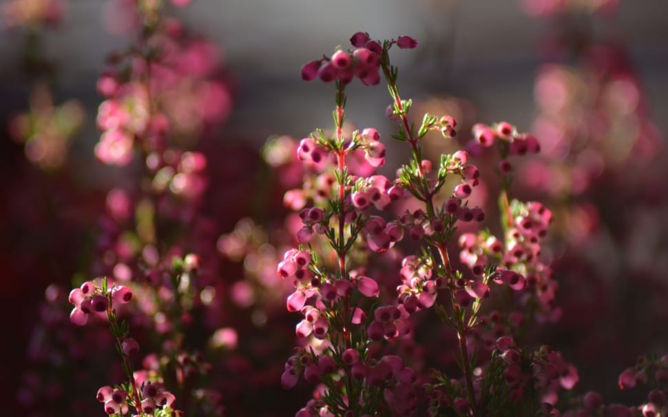 pink petaled flowers preview