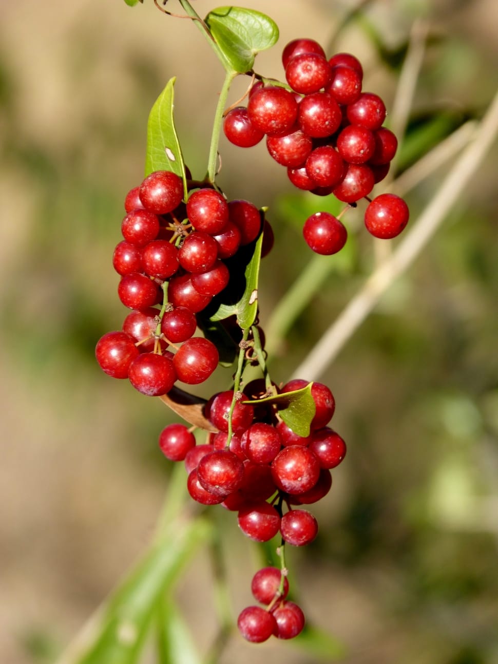 red small cluster round fruits preview