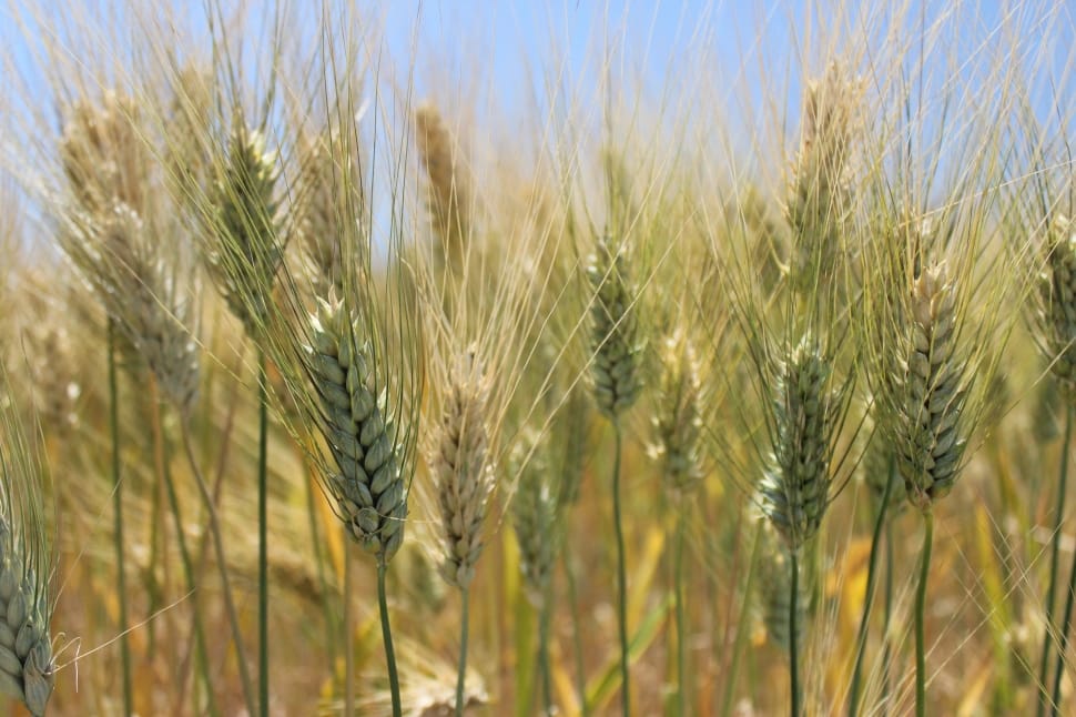 wheat field during daytime preview