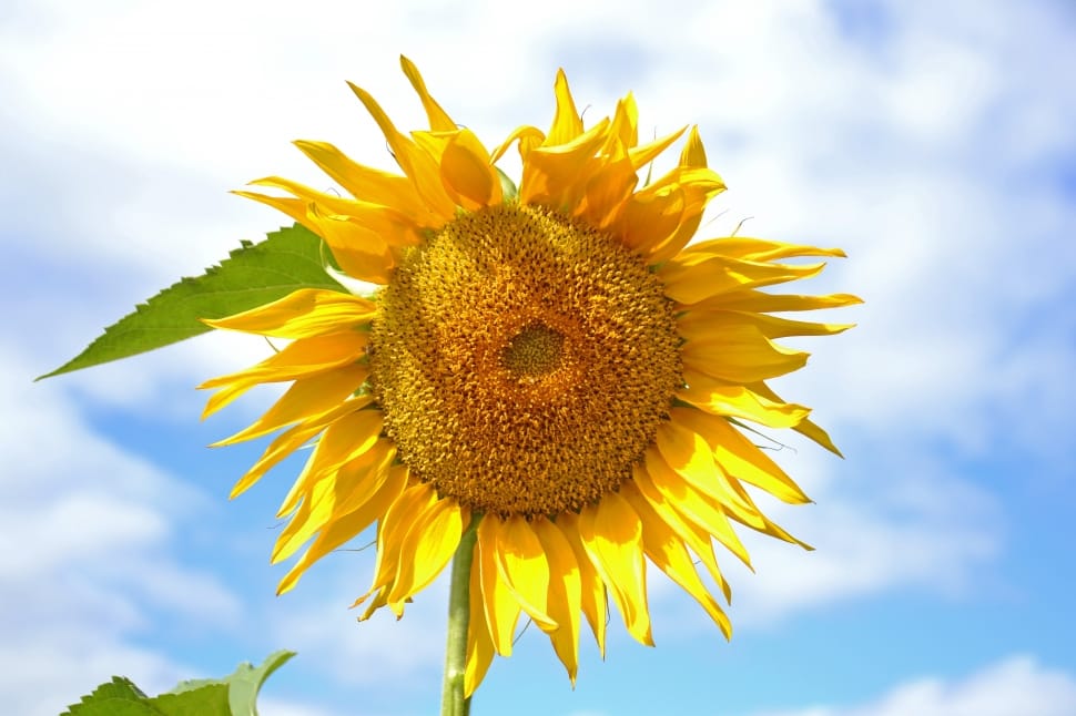 Sunflower under the blue cloudy sky preview