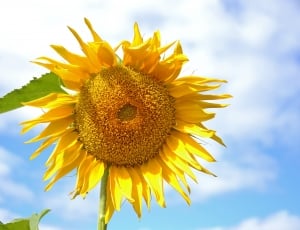 Sunflower under the blue cloudy sky thumbnail