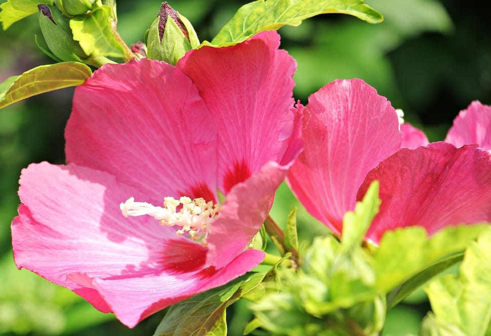 pink hibiscus preview