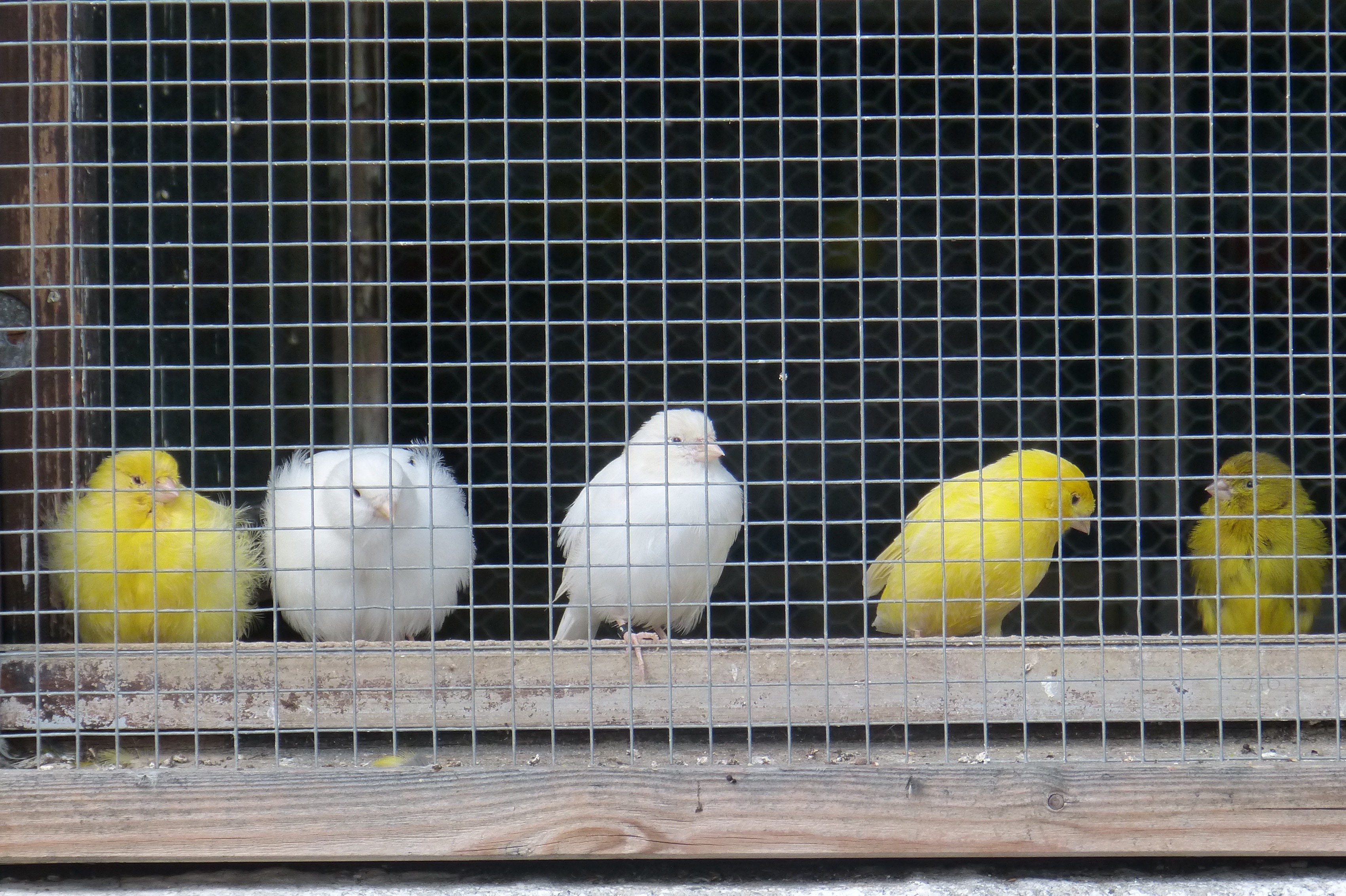 5 whiten and green birds