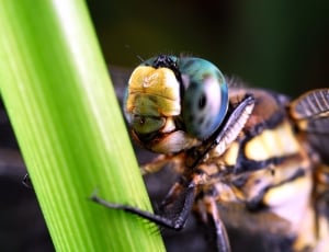 Dragonfly, Insects, Compound Eyes, one animal, animal wildlife thumbnail