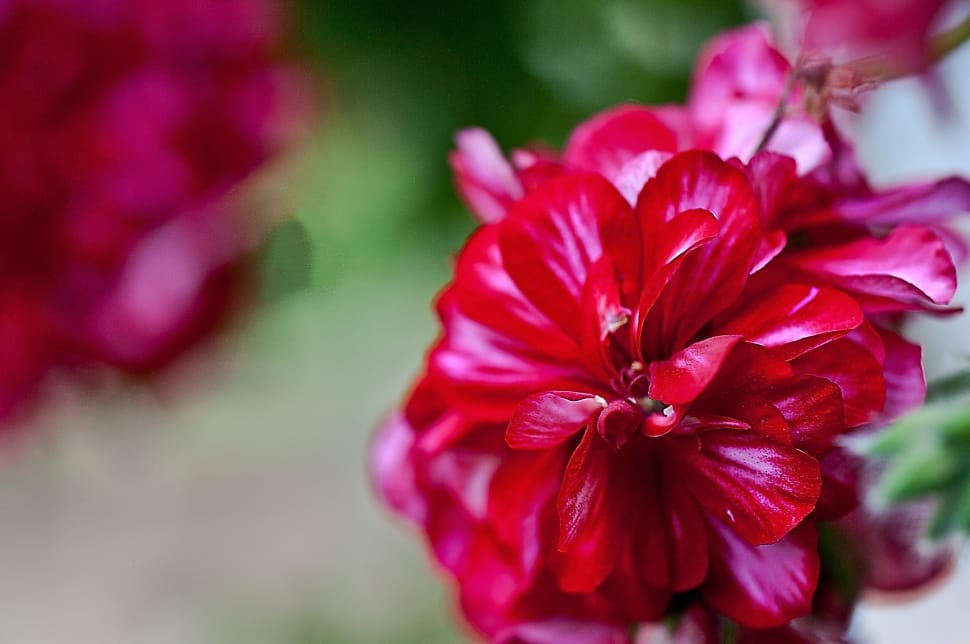 Geranium, Flower, flower, red preview