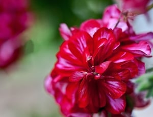 Geranium, Flower, flower, red thumbnail
