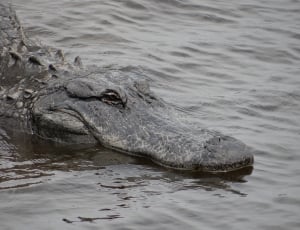gray and black crocodile thumbnail
