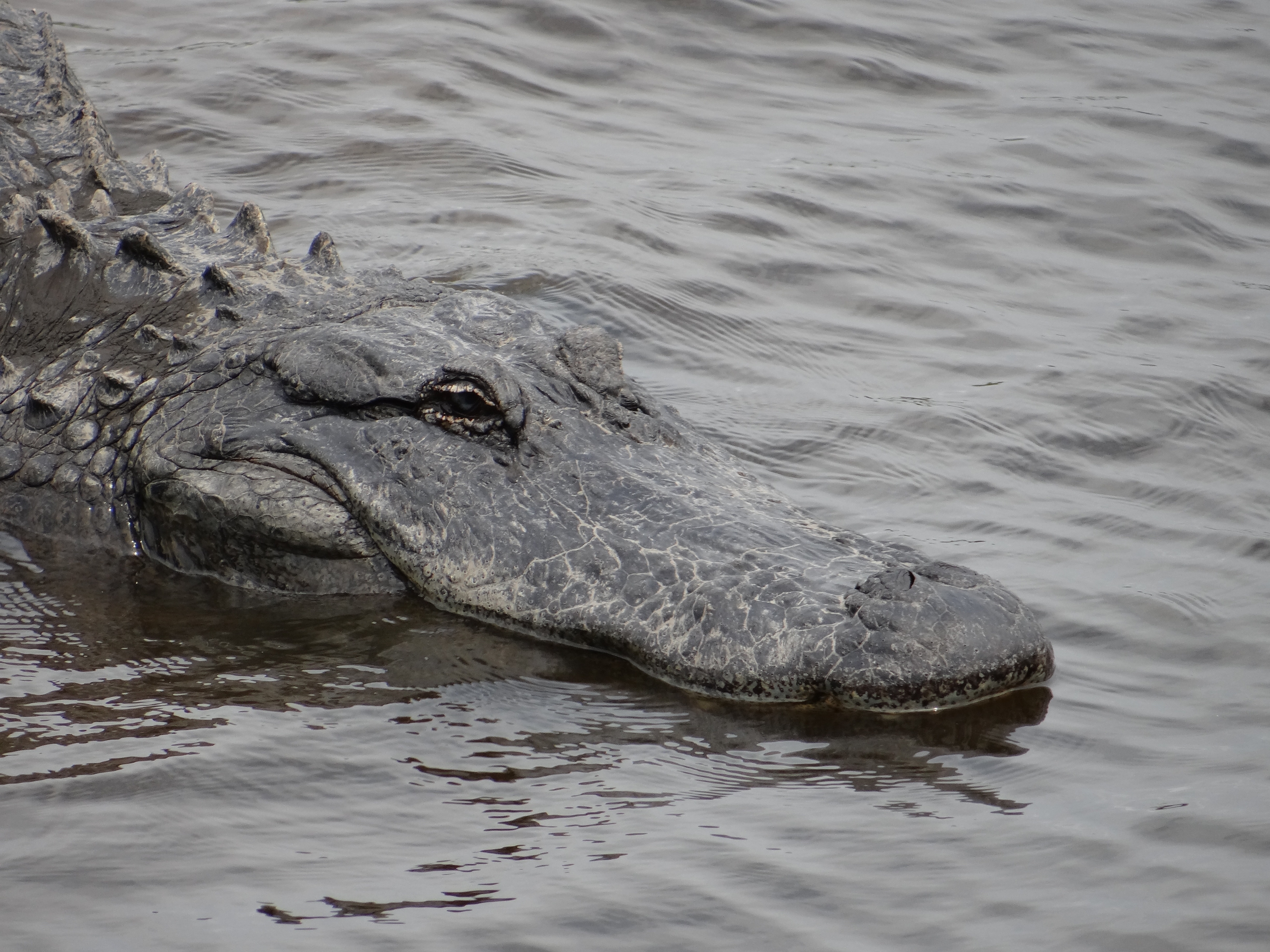 gray and black crocodile