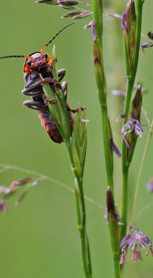 black and brown cricket thumbnail